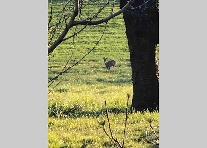 Freistehendes, Denkmalgeschuetztes Stoeckli Bei Bern Kirchlindach